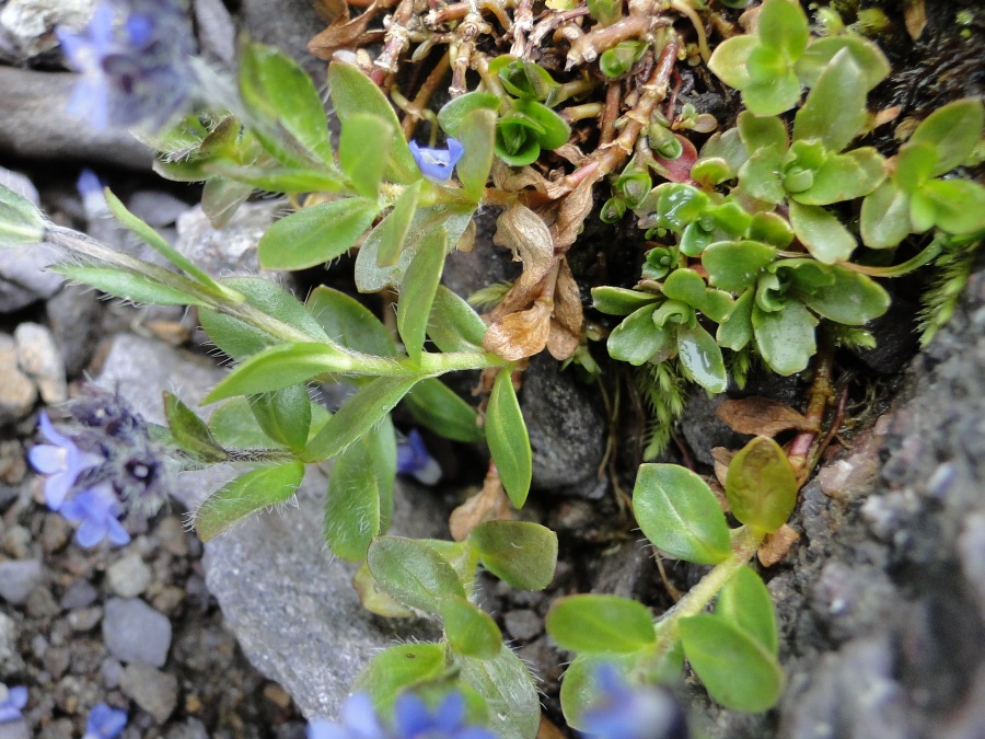Veronica alpina / Veronica delle Alpi
